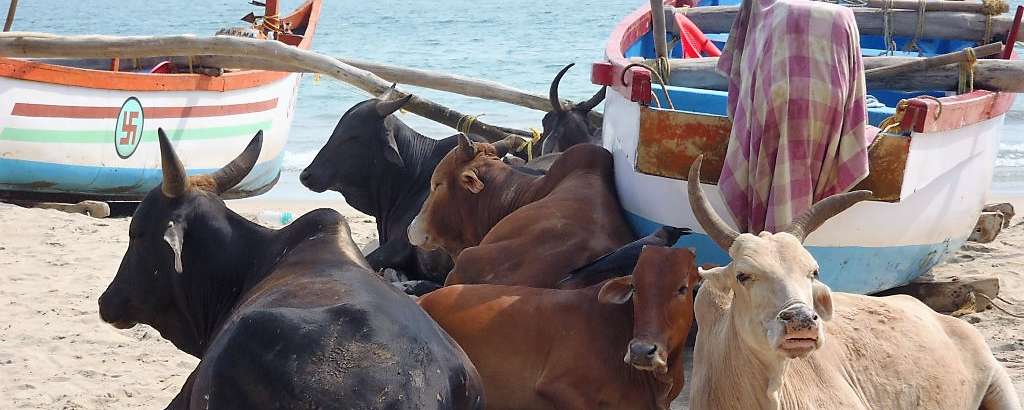 palolem cows x